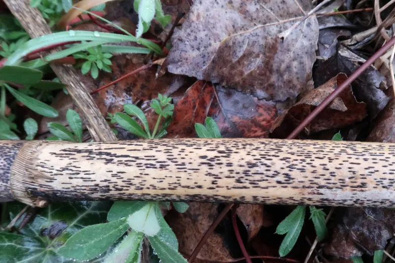 Apiospora montagnei 1 - Caña 1